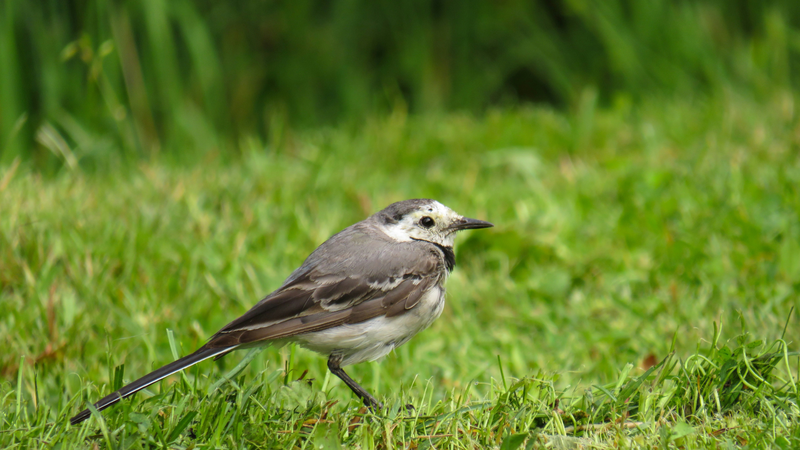 tokara-new-bird-species